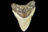 Fossil Megalodon Tooth - North Carolina #108956-1